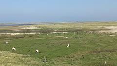 Sylt (90)